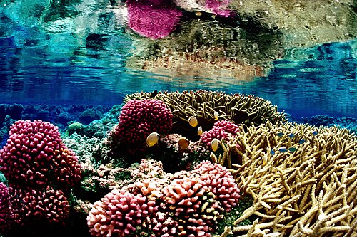 Ocean Math Workbook